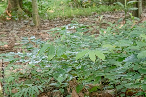Low shrubs spreading softly over fertile jungle floor Glossy leaves forming verdant forest texture Quiet greenery thriving beneath filtered woodland light