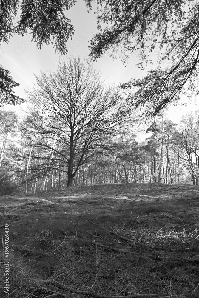 Fototapeta Striking monochrome landscape of a solitary bare tree on a hill in the Kaapse Bossen. This black and white shot captures the raw texture and quiet beauty of the Dutch winter forest.