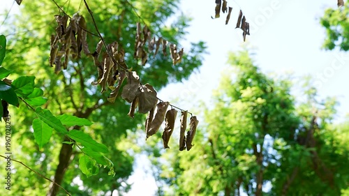 Dry Brown Leaves on Branch Against Lush Green Forest Background