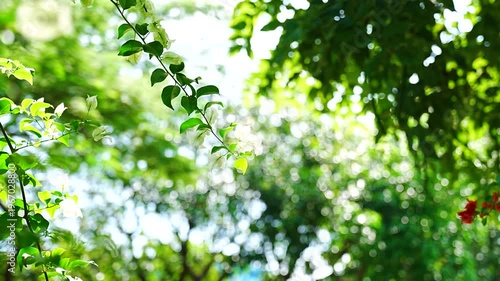 Dreamy White Bougainvillea Branch with Shimmering Nature Bokeh Background