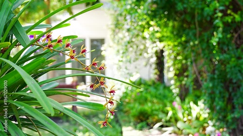 Close up of exotic orchid branch with blurred house background