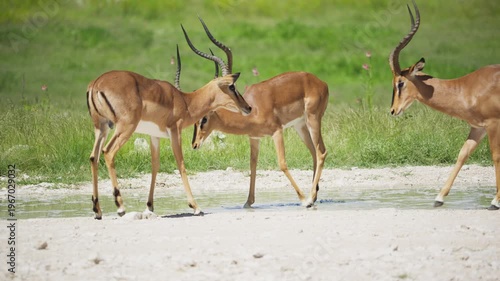 Two black faced impala rams fighting at a waterhole in Etosha National Park, while other antelopes watch confrontation between two wild animals in Africa