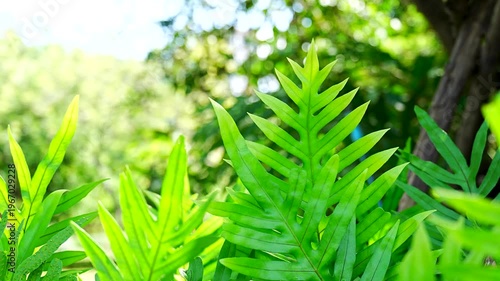 Close-up of Tropical Green Fern Leaves with Sunlight and Soft Bokeh