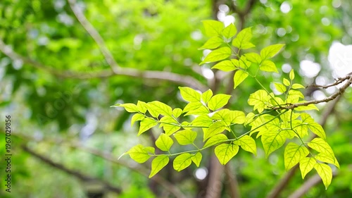 Nature background with lush green foliage and beautiful morning light