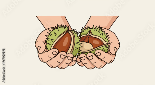 Hands holding two prickly green shells with brown nuts inside