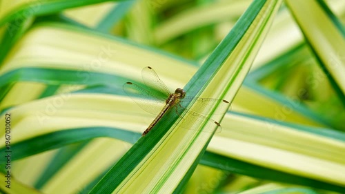 Close-up of a Dragonfly Resting on Striped Green and Yellow Leaves