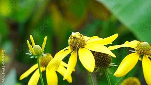 Tiny yellow spider camouflaged on yellow wildflower in the garden