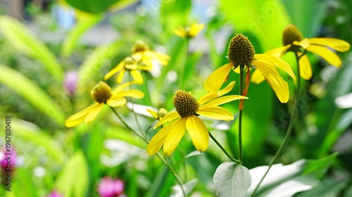 Beautiful Yellow Coneflowers Blooming in Bright Summer Garden