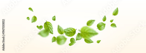 Fresh green leaves flying in wind isolated on white background. Vector realistic illustration of mint tea leaf vortex, spring banner element, vegan beauty cosmetics design, organic foliage movement
