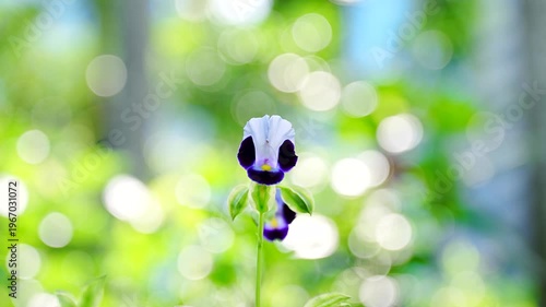 Single purple Wishbone flower blooming against beautiful light bokeh background