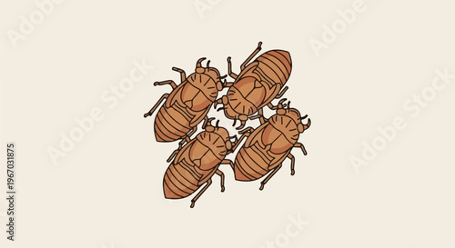 Four brown cicada exoskeletons clustered together on a pale background