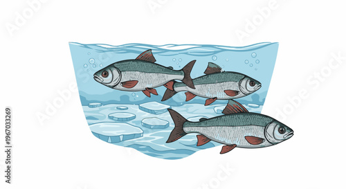 Four fish swim in cold, icy water with bubbles