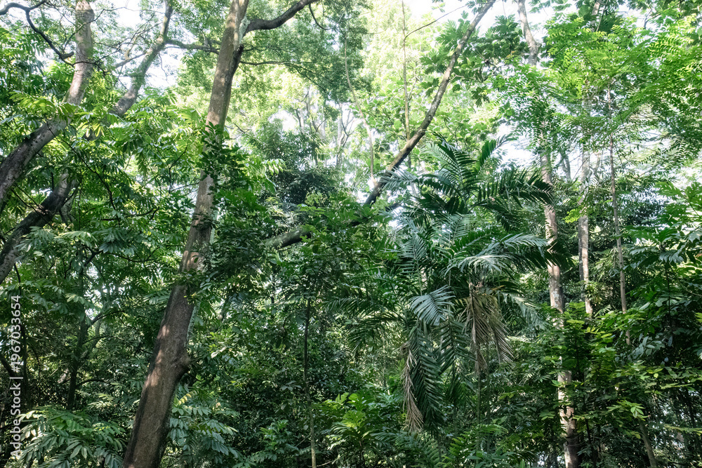 Fototapeta premium Rich tropical panorama featuring palms and layered forest growth. Dense jungle landscape with varied foliage and deep greenery. Natural woodland vista filled with lush vegetation textures