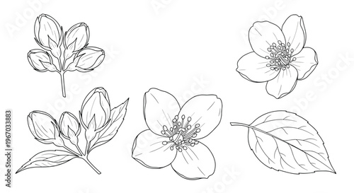 Detailed line art sketches of jasmine flowers buds and leaves showing different stages of blooming in a monochrome style.