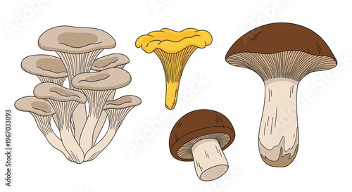 Selection of various edible mushrooms including oyster, chanterelle, porcini, and button mushrooms isolated on a white background.