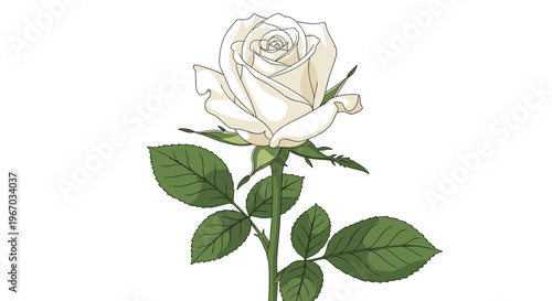 Elegant single white rose in full bloom with a long green stem and thorns shown against a minimalist white background for design.