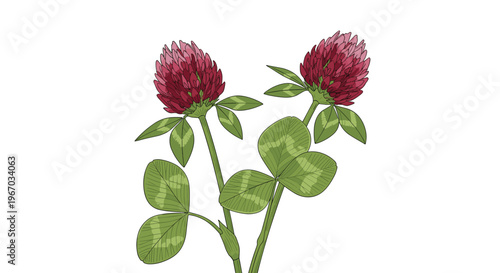 Detailed illustration of pink clover blossoms and green trifoliate leaves with fine line textures isolated on a white background.