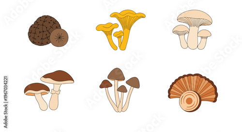 Set of stylized mushroom illustrations includes varieties like chanterelles, shiitake, and oyster mushrooms for culinary use designs.