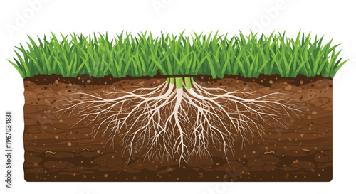 A detailed cross-section of dark brown soil with lush green grass and an extensive white root system is displayed on a white background.