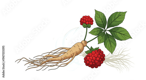 Illustration of a medicinal ginseng root with green leaves and bright red berries showcasing its natural growth form.