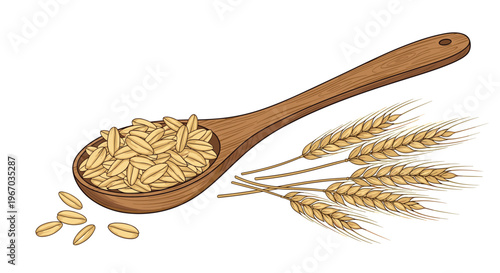 Organic wheat grains in wooden spoon with wheat ears illustration on white background for nutrition or farm themes.