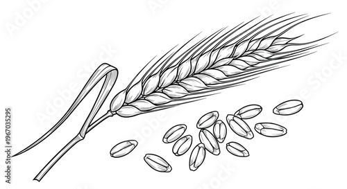 Detailed wheat ear and grains illustration in black and white engraved style for agriculture or bakery design.