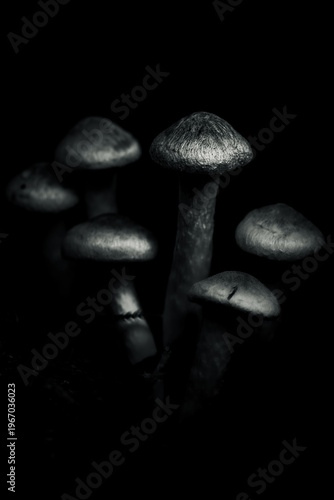 Mushrooms in Darkness Black and White Moody Forest Scene Minimalist Fungi Fine Art Nature Photography