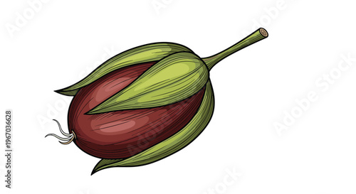 Hand drawn illustration of a jojoba fruit with green leaves on white background for cosmetic ingredient and medical health products design.