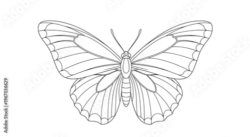 Detailed black and white line drawing of a butterfly for coloring book or vintage engraving design isolated on white background for nature art.