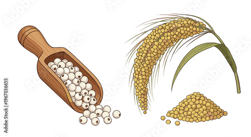 White peppercorns in a wooden scoop next to a pile of seeds and a pepper plant branch isolated on white background for culinary spice design.