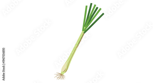 Single leek or green onion stalk with roots and long green leaves isolated on a white background for food themes.