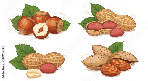 Collection of assorted nuts including hazelnuts peanuts and almonds with green leaves and shells for healthy snack.