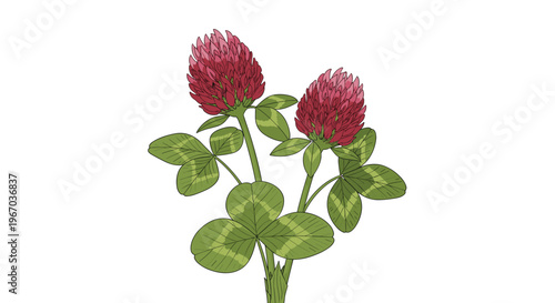 Detailed illustration of red clover flowers with their distinctive green leaves and patterns on white background.