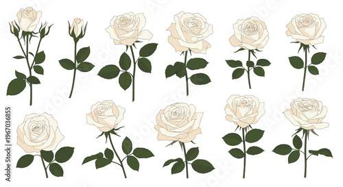 Beautiful collection of various white rose flowers in different stages of bloom from buds to full flowers on background.
