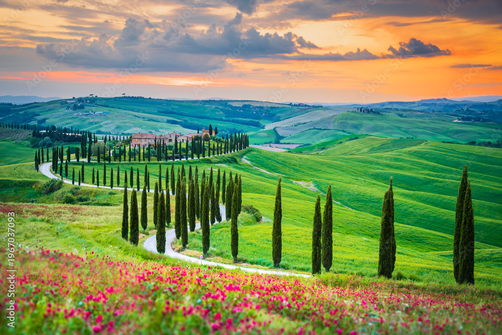 Naklejka premium Asciano, Tuscany. Rolling hills, cypress-lined paths, misty sunsets and green fields of Crete Senesi, creating a serene landscape in Italy.