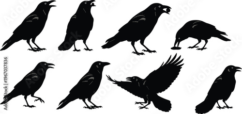 Silhouettes of crows in various poses, standing, calling, pecking, flying, artistic bird illustration, wildlife symbol, nature, design, diversity