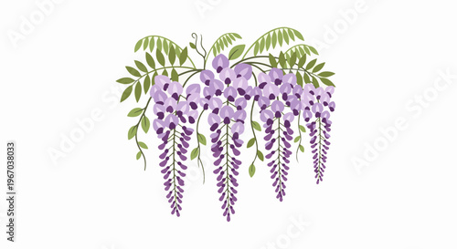 Delicate purple wisteria blooms cascade down with green leaves