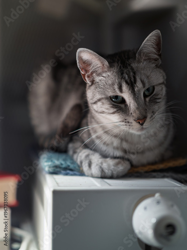 Quiet moment of a silver tabby cat resting on a warm radiator in a cozy home nook