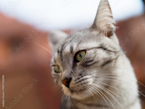 Portrait of a stunning silver tabby cat with bright green eyes in natural sunlight