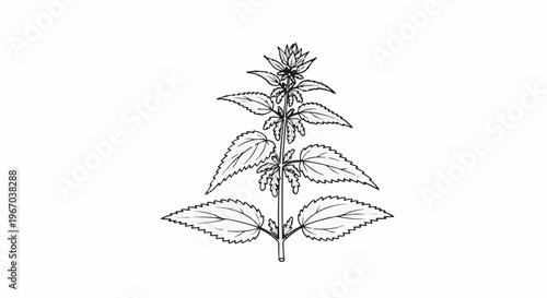 Detailed line drawing of a flowering plant stem with serrated leaves