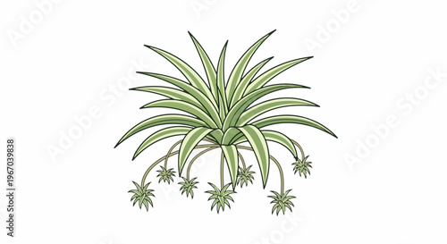 Stylized illustration of a spider plant with cascading plantlets