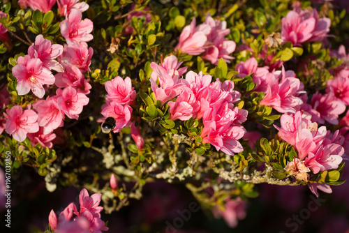 Bourdon en train de butiner une fleur d’azalée au printemps