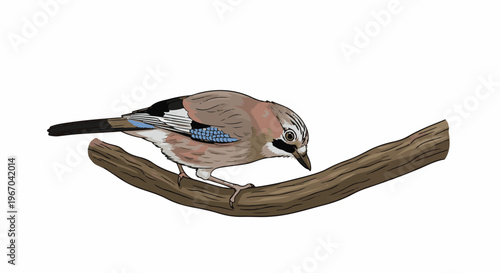 A detailed illustration of a jay perched on a branch