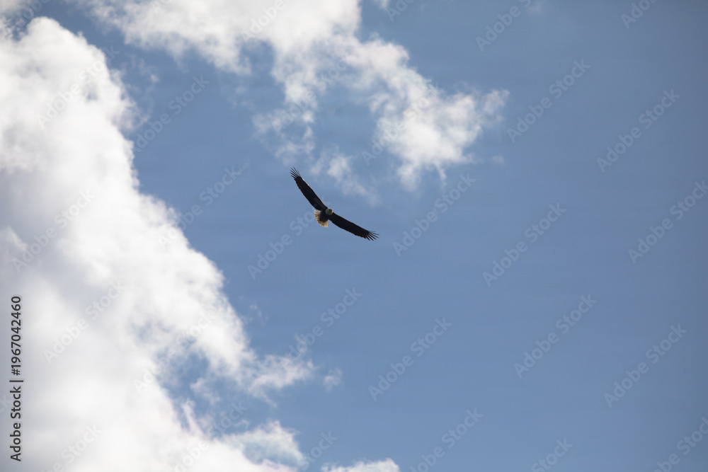 Fototapeta premium Bald Eagle in Flight 