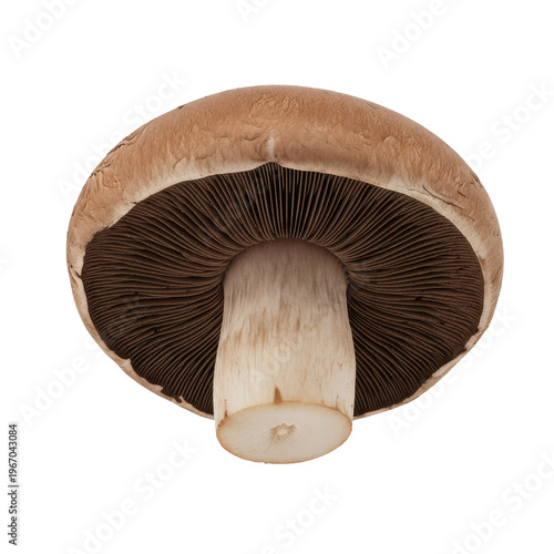 Elegant Portobello Mushroom: A close-up shot of a pristine portobello mushroom. showcasing its exquisite details and natural textures.
