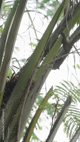 A small, brown squirrel perched restlessly on a palm tree branch.
