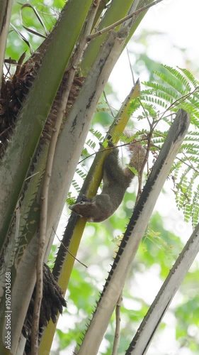 A little brown squirrel hopped away and climbed up a palm tree.