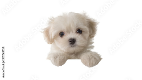 Fotografia Fluffy white Maltese puppy peeking over a surface, isolated on transparent backg