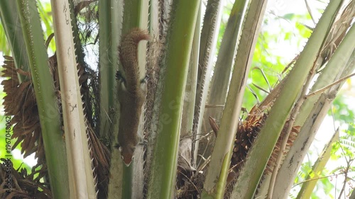 A little brown squirrel perched on a palm tree branch.