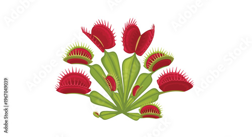 A green Venus flytrap plant with numerous open red-lined traps spreads outwards on a white background.